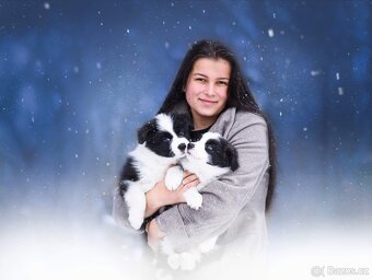 Border kolie s PP, štěňátka - 6