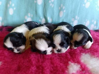 Shih-tzu s PP poslední štěňátko (shih tzu , shitzu, si-tzu) - 6