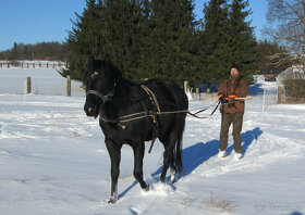 Připouštění Qh hřebcem Silver Black Harry - 6