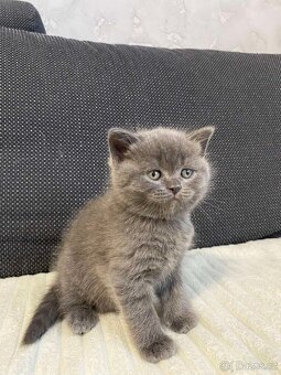 Britská kotjatka - 6