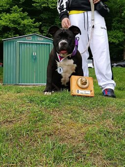 American Bully psik standard - 6