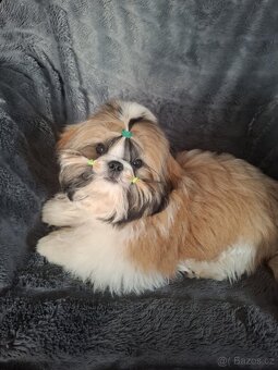 Shih tzu s PP / shi-tzu / shih ... - 6