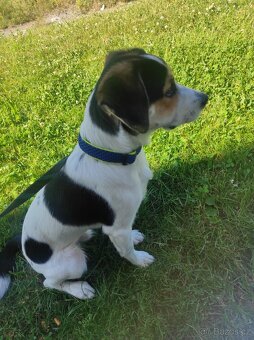 Vychované 5ti měsíční Štěně Jack Russel - 6