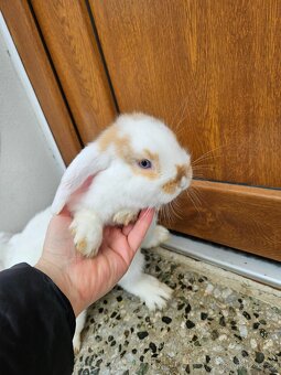 Zakrslý králík - 6