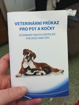 Štěně křížence - 6