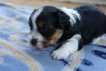 Nabízím k rezervaci štěňata biewerů - 6