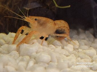 CPO mini ráček - Cambarellus patzcuarensis orange - 6