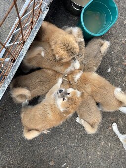 Akita inu štěnata - 6