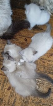 Ragdoll koťátka bez PP - 6