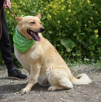 ZIPPY K ADOPCI - 5 LET, VESELÝ, ODDANÝ,ZVĚDAVÝ - 6