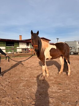 Klisna Barokní pinto - 6