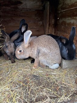 Prodám Králíky - 6