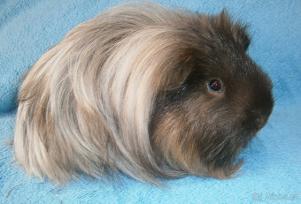 Sheltie morče - 6