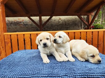 Nabídka štěňat labradorského retrievera - 6