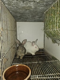 Králíci - 6