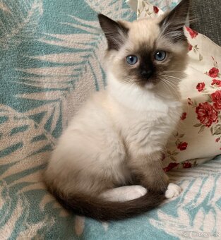 ❤️❤️Nádherná koťátka Ragdoll s PP - 6