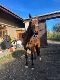 Kobyla s hříbětem - 6