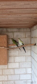 Papoušek horský modrý - 6