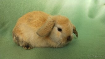 Zakrslý králík beránek - 6