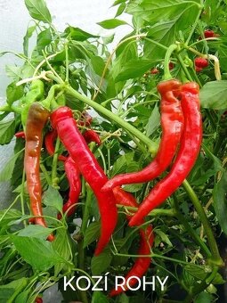 Semínka chilli papriček, paprik a rajčat - 6