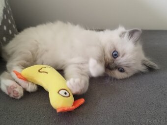 Ragdoll koťátka - 6