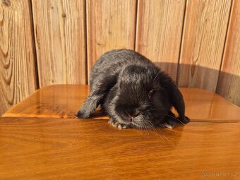 Zakrslý králíček - beránek - 6