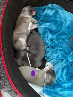 Americký stafordšírský teriér - 6