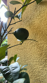 Prodám plodící citroník MEYER (č.68a) - 6