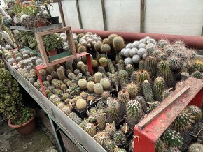 Prodám kaktusy - sbírka - 6