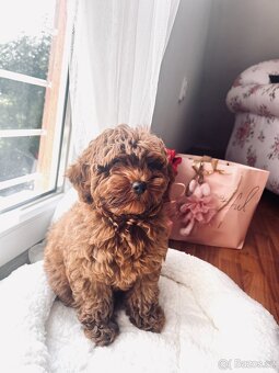 Maltipoo holčička - 6