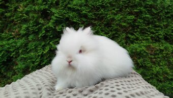 Zakrslý králík, králíček -(TEDDY)-ONDŘEJ - 6