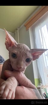 Kanadský sphynx bez PP - 6
