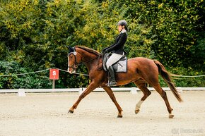 Perfektní klisna pro juniory do mezinárodní všestrannosti - 6