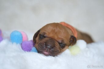 Rhodesky Ridgeback - 6