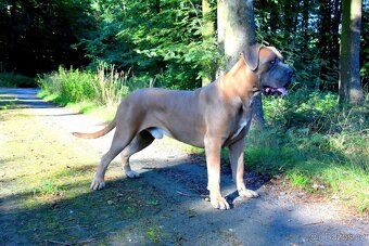 Cane Corso štěňátka s FCI PP - 6