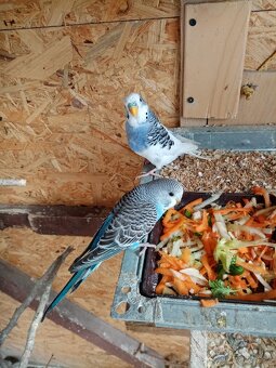 Prodám andulky vlnkované - 6