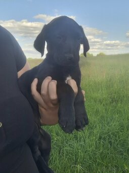 Stěně Labrador - 6