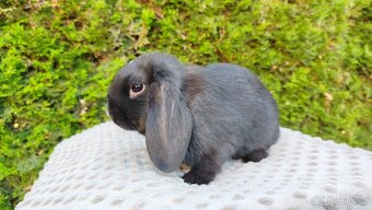 Zakrslý beránek, králíček, králík - PEGGY - 6
