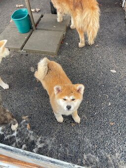 Štenátka Akita inu - 6