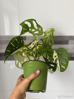 Monstera Adansonii Japanese Tricolor - 6