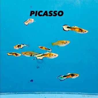 Endlerky čisté linie - 6