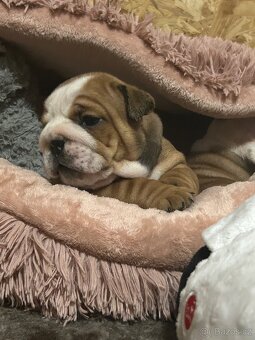 Anglický buldok s PP FCI - 6