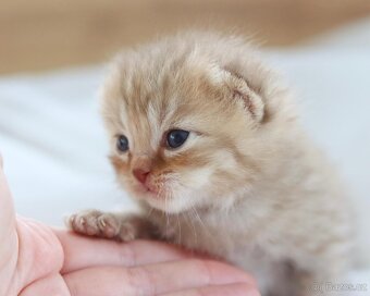 Britská koťátka s PP - 6