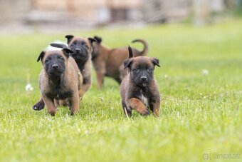 Belgický ovčiak Malinois šteniatko s pp rodokmeňom - 6