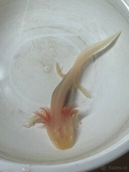 Axolotl - 6