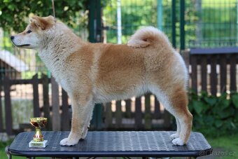 Shiba Inu s PP FCI - 6