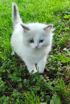 Ragdoll kočička s PP - 6