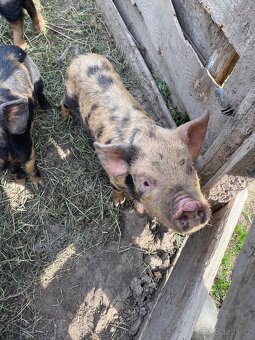 Kune Kune - 6