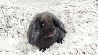 Zakrslý beránek, králíček, králík - BRUNO - 6