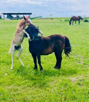 Welsh Pony B - 6
